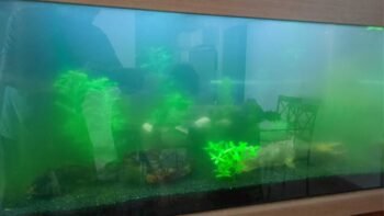 5 Sinais Que Seu Aquário Precisa de Cuidados Mais Urgentes