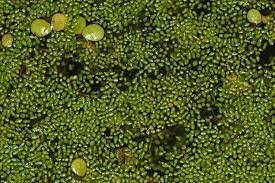 Wolffia Brasiliensis