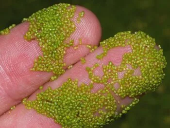 Wolffia Brasiliensis: Guia Rápido para a Menor Planta Flutuante do Mundo