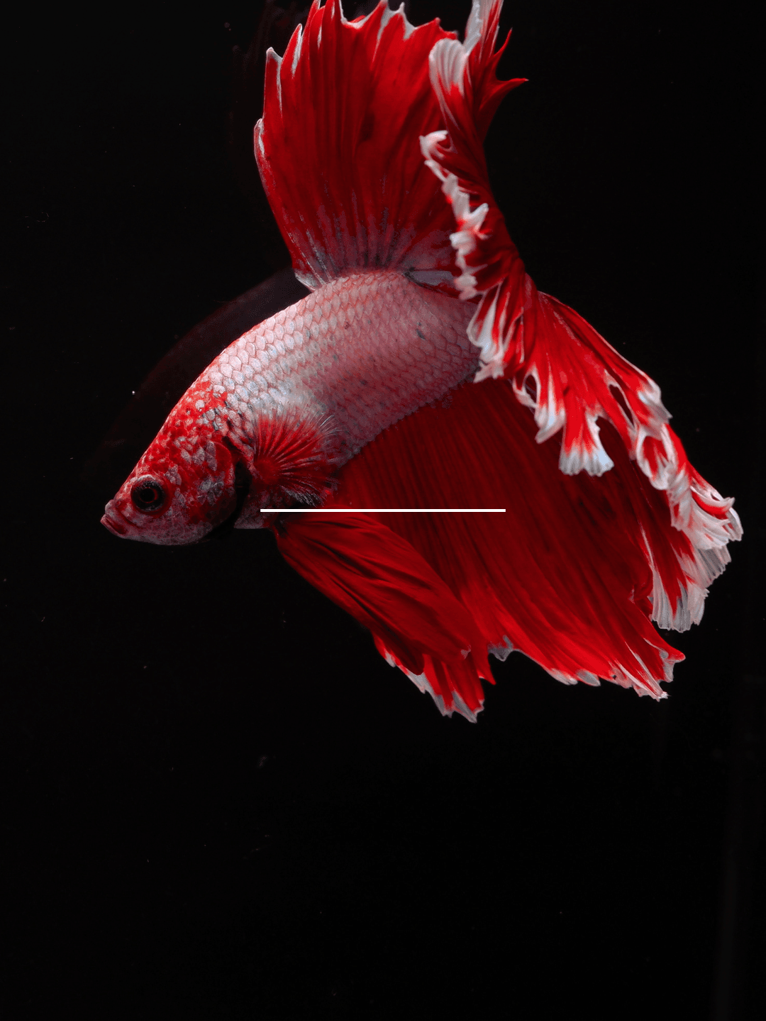 betta splendes