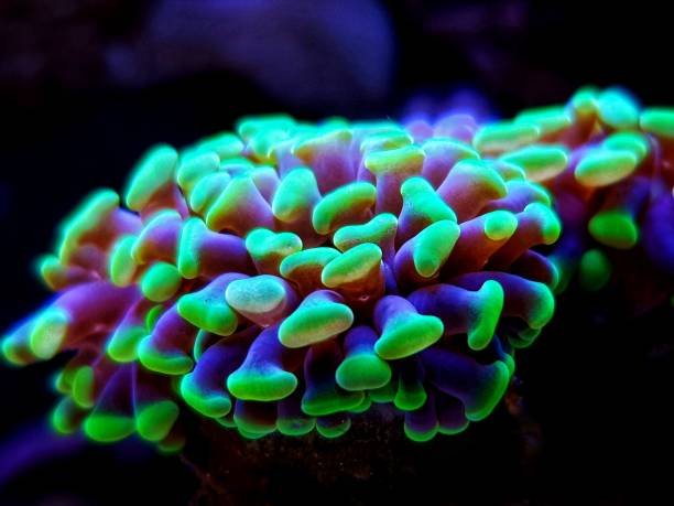 Coral Martelo: Compatibilidade com Outros Corais e Peixes