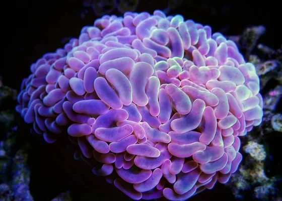 Dicas Essenciais para Comprar Coral com Confiança