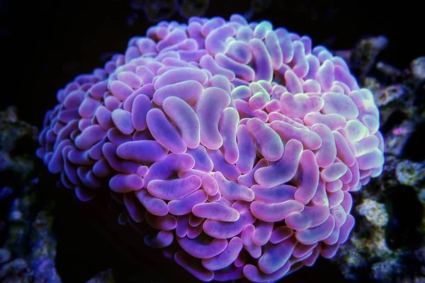 Dicas Essenciais para Comprar Coral com Confiança