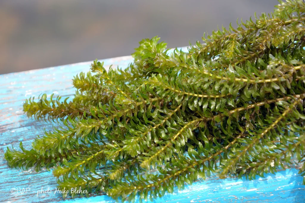  Hydrilla Verticillata e descubra seus segredos para criar um ecossistema de aquário próspero.