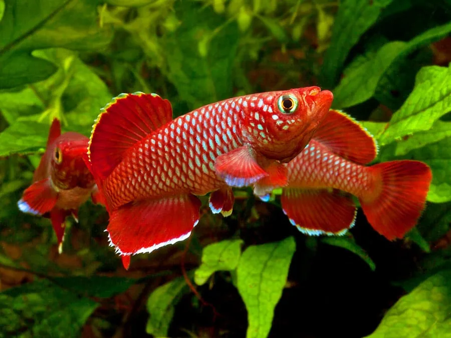 killifish-reprodução