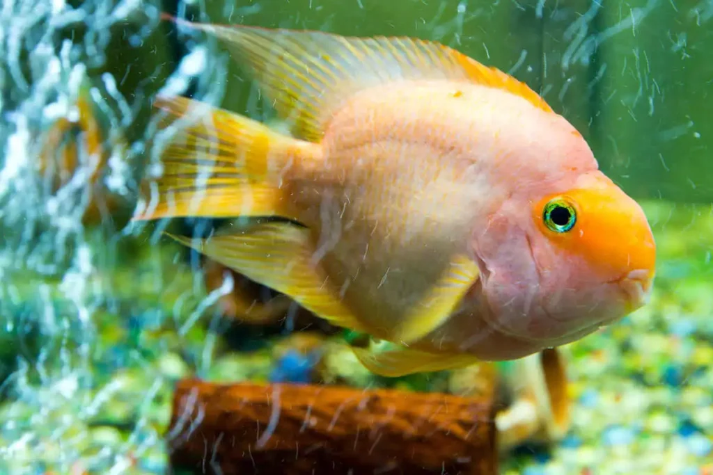 peixe papagaio de agua doce