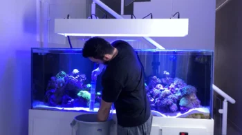 TPA no Aquário: Por Que A Troca Parcial de Água É Essencial?