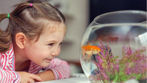 Vale a Pena Ter um Peixe em Casa? Descubra os Prós e Contras