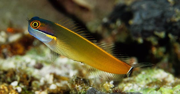 peixe Blennies