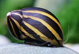 Caracol Nerite