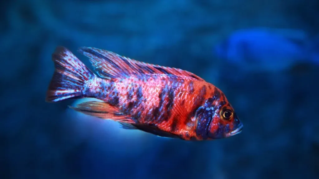 Ciclídeo Pavão (Aulonocara spp.)