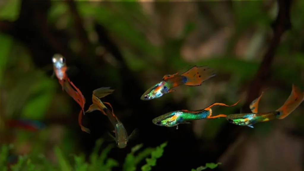 Guppy macho em aquário de água alcalina.