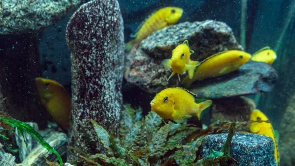 Labidochromis caeruleus em aquário Malawi.
