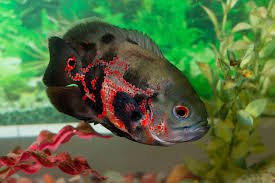 Oscar Fish: Conheça Seus Segredos