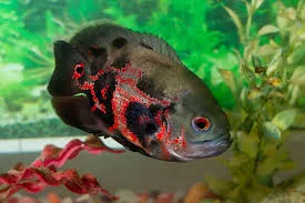 Oscar Fish: Conheça Seus Segredos