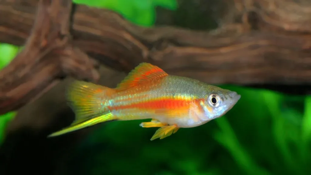 Peixe Espada em aquário de água alcalina.