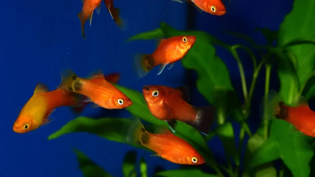 Peixe Platy em aquário de água alcalina.