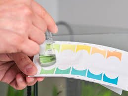 Qual é o pH ideal para o seu aquário? Descubra e evite problemas com seus peixes