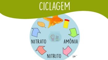 Guia de Ciclagem de Aquário: Aprenda Como Fazer Isso Sem Matar Seus Peixes