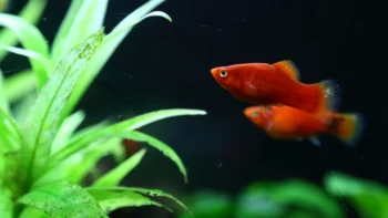 Peixes Resistentes para Aquário: Guia completo