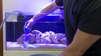 Dicas de Manutenção de Aquário Marinho