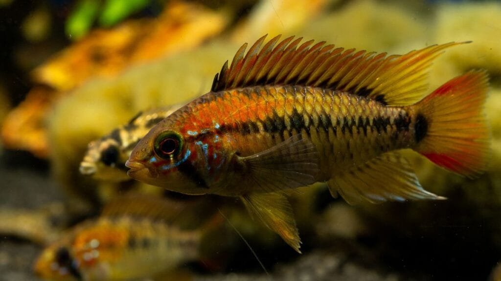 apistogramma em aquário plantado