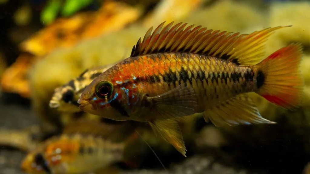 apistogramma em aquário plantado