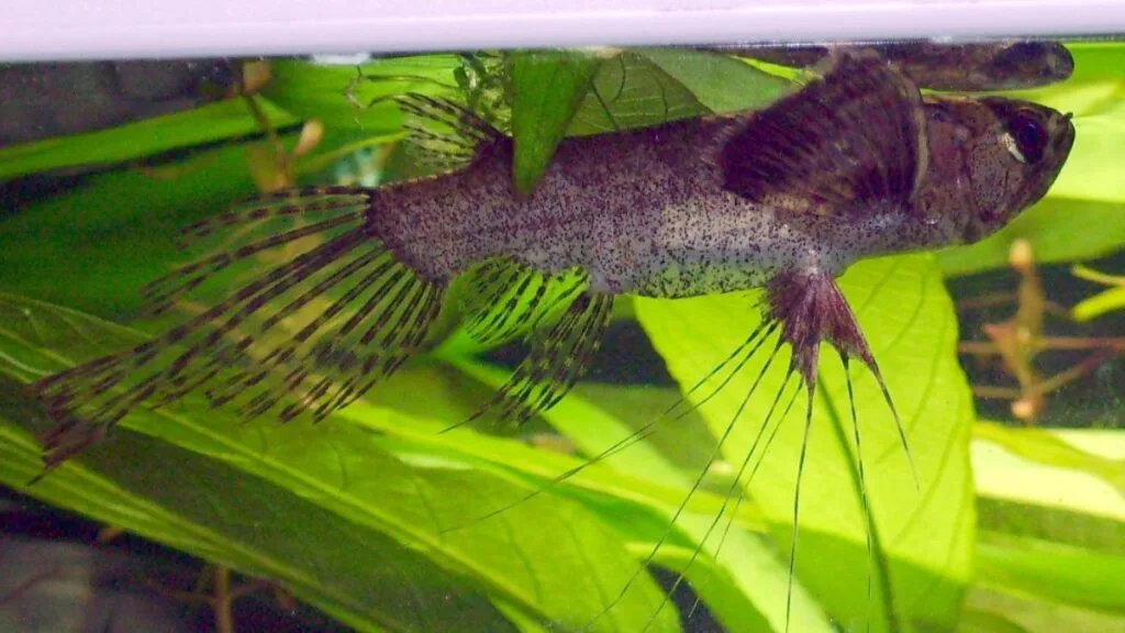peixe borboleta africana