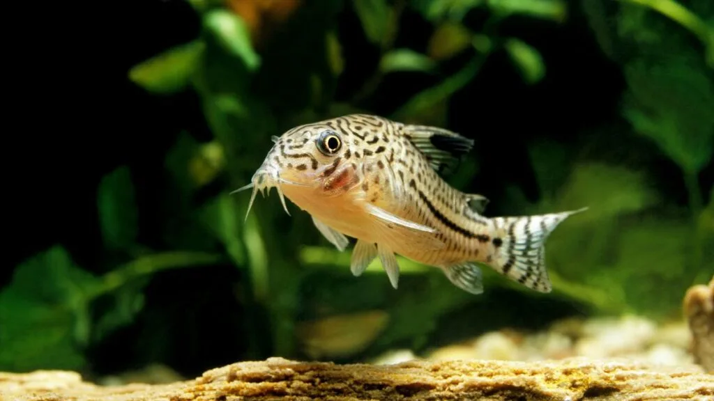 corydora sterbai em aquário plantado