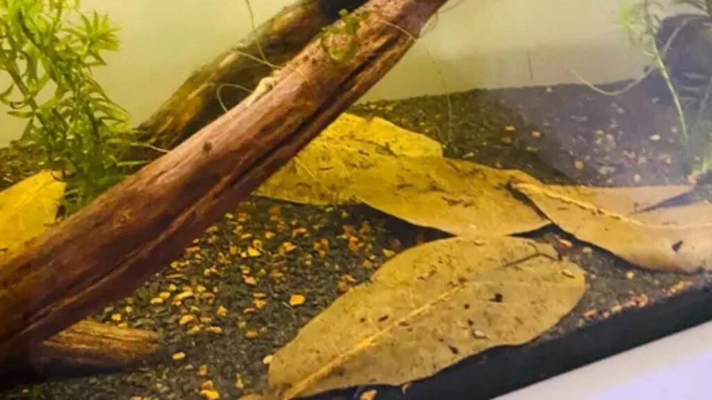 Folhas de Catappa para aquários amazônicos