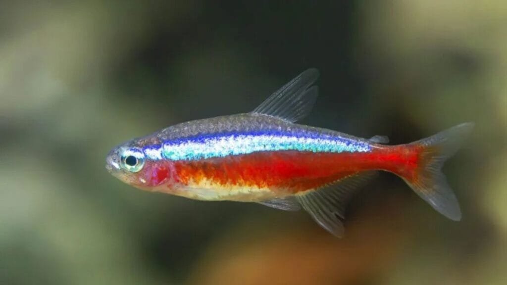 neon cardinal em aquário de água ácida