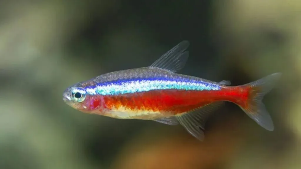 neon cardinal em aquário de água ácida