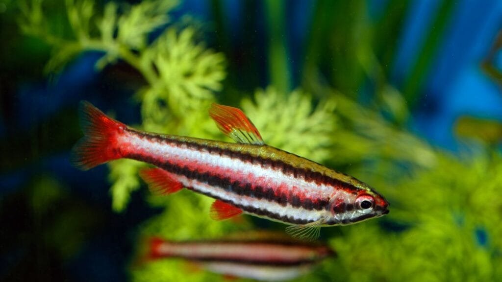 peixe lápis