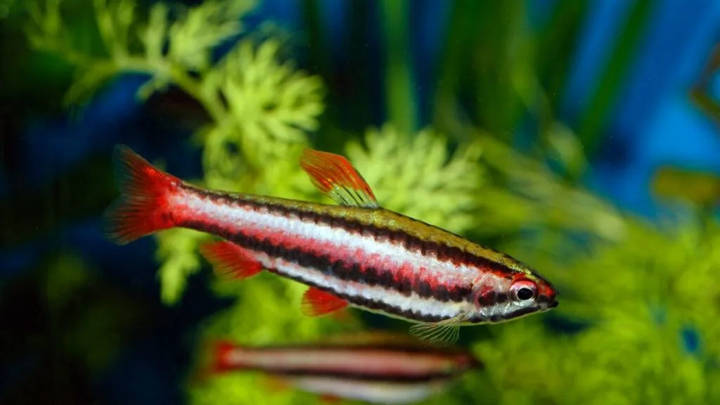peixe lápis