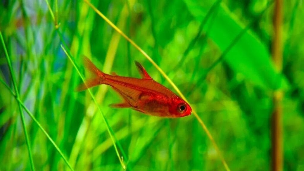 tetra fogo