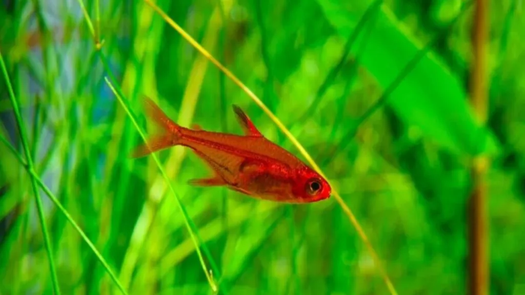 tetra fogo