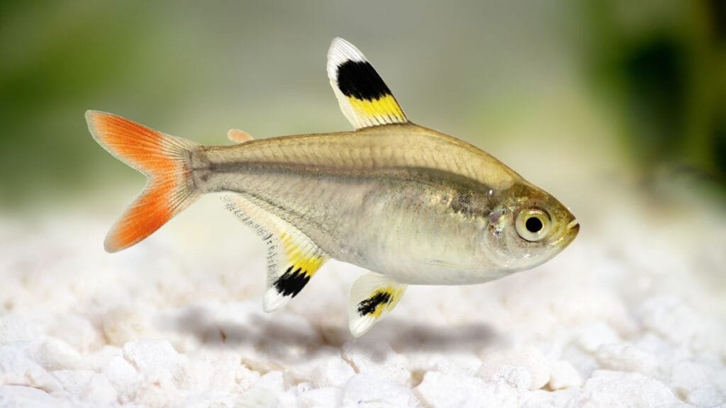 tetra limão
