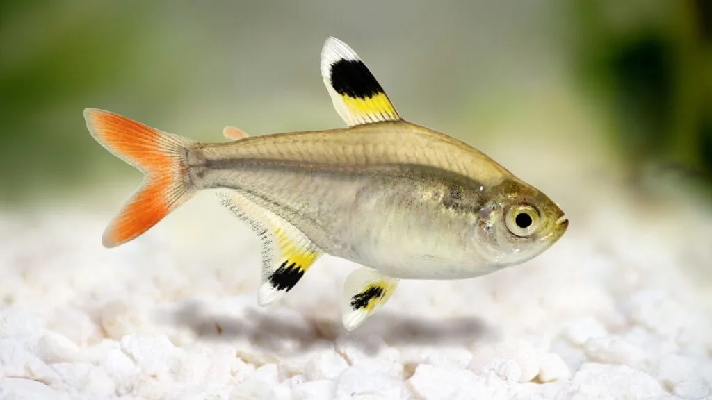 tetra limão