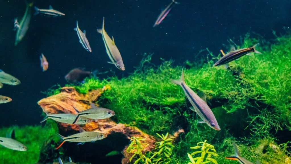 Peixes de água ácida em aquário amazônico