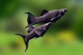 Peixes Molinesia: Tudo o que Você Precisa Saber