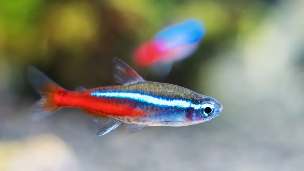 Neon tetra em aquário plantado
