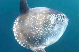 Peixe Lua em Aquarismo