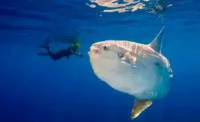 peixe lua