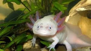 A close-up view of an axolote in its natural habitat, with its distinctive external gills and long limbs. The amphibian is positioned in the center of the frame, surrounded by lush, underwater vegetation in shades of green. The lighting is soft and diffused, creating a serene and tranquil atmosphere. The camera angle is slightly elevated, providing a clear view of the axolote's unique features. The focus is sharp, capturing the intricate details of the creature's skin texture and the delicate structures of its gills. The overall composition highlights the axolote's graceful movements and its role as a key species in the Mexican ecosystem.