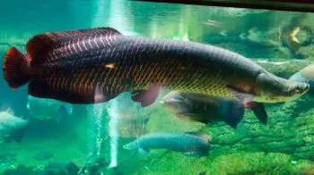 O Maior Peixe de Água Doce do Mundo: Conheça Esse Gigante no Aquarismo