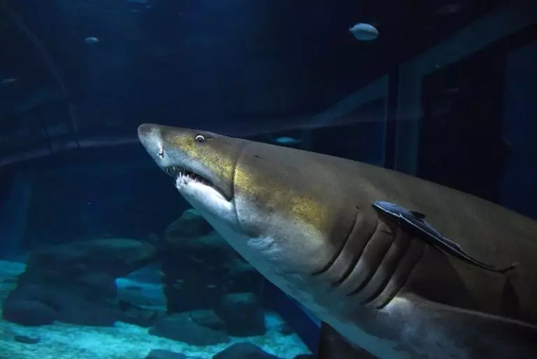 Projeto “Tubarões e Raias Cariocas” envolve população no monitoramento de espécies marinhas no Rio