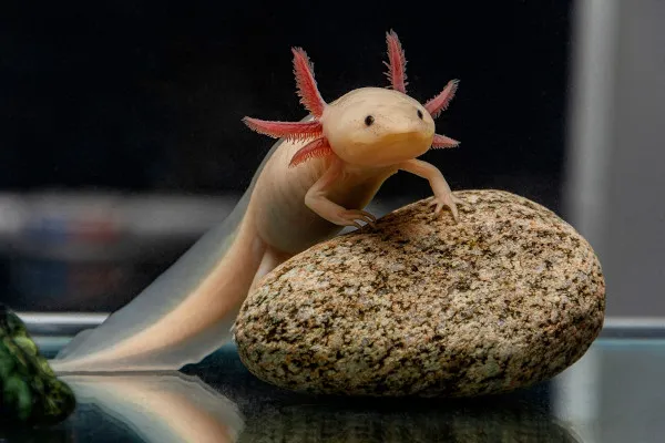 A close-up view of an axolote's distinctive morphology, showcasing its slender amphibious body, external gills, and vibrant pink-red coloration. The creature is set against a blurred underwater backdrop, with shimmering light reflecting off its translucent skin. The image captures the axolote's unique physiological features, such as its paddle-like limbs and expressive, almost humanoid face, conveying a sense of ethereal beauty and the axolote's fascinating evolutionary adaptation to its aquatic habitat.