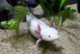 axolote mexico