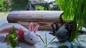 Axolote: O Surpreendente Anfíbio do México