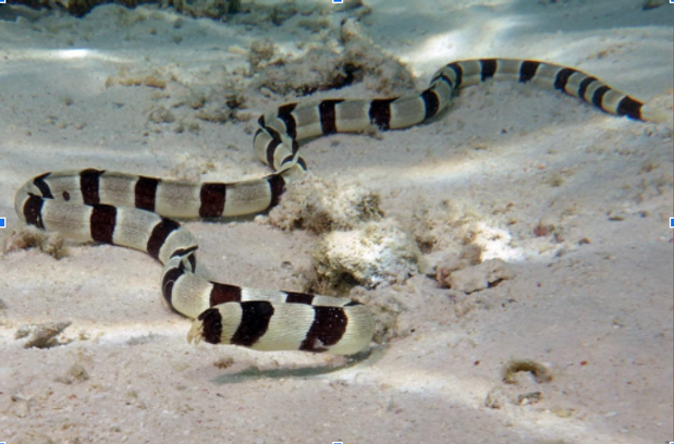 Benefícios de Ter Peixes Cobra em Seu Aquário